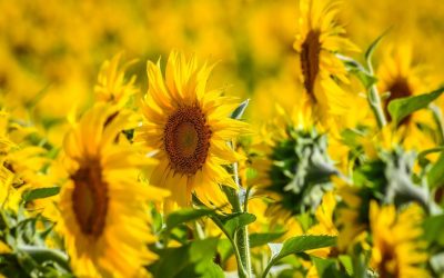 România, REGINA floarei soarelui: Depășește Franța, record istoric în 2026