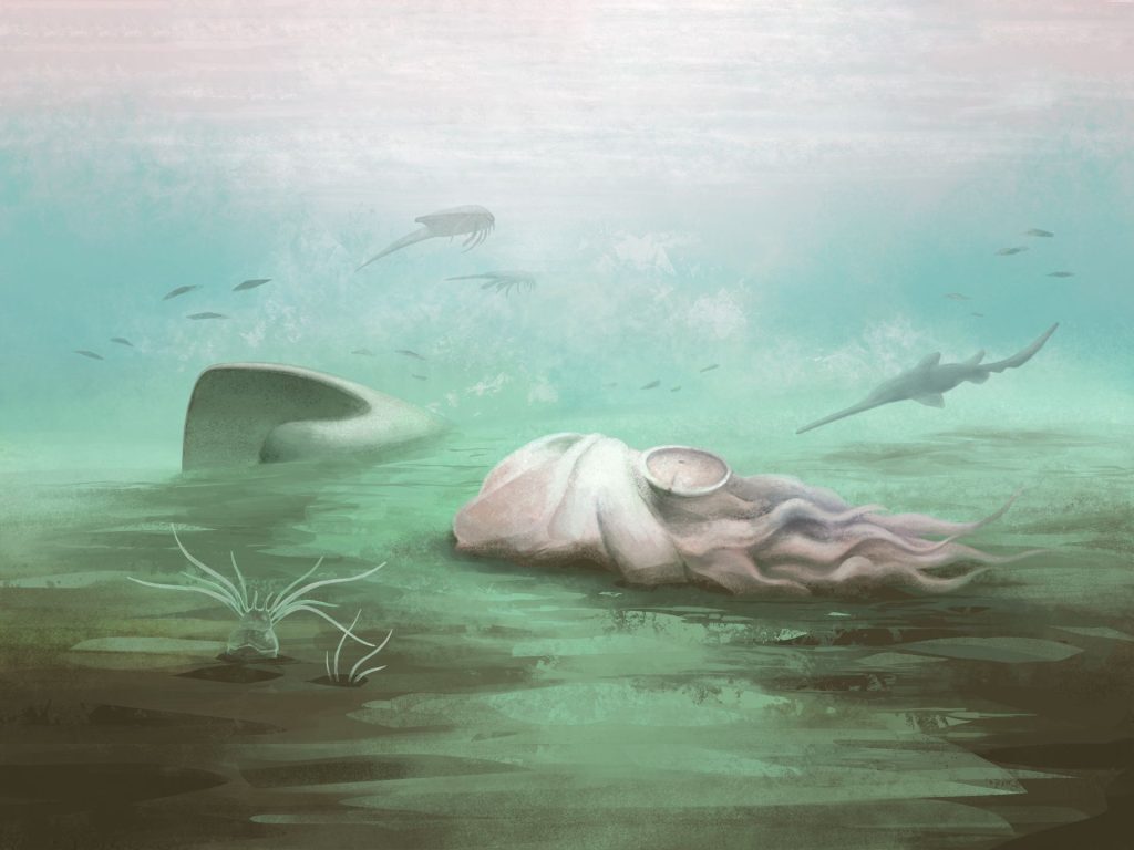 Fosila „celei mai bătrâne caracatițe” a fost de fapt o rudă a nautilului: o descoperire uimitoare O fosilă celebră, considerată mult timp drept cea mai veche caracatiță din lume, inclusă chiar și în Guinness World Records, s-a dovedit a fi, de fapt, cu totul altceva