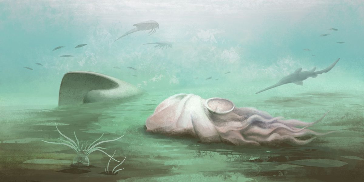 Fosila ”celei mai bătrâne caracatițe” e o țeapă: scanările au elucidat misterul