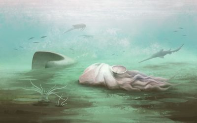 Fosila „celei mai bătrâne caracatițe” a fost de fapt o rudă a nautilului: o descoperire uimitoare O fosilă celebră, considerată mult timp drept cea mai veche caracatiță din lume, inclusă chiar și în Guinness World Records, s-a dovedit a fi, de fapt, cu totul altceva