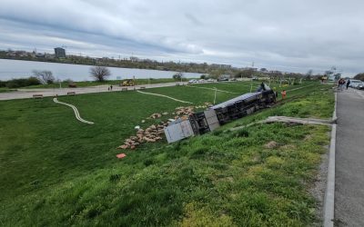 Camion cu oi răsturnat: 160 de animale au murit pe șosea