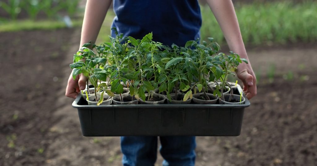 Legumicultorii din România încep sezonul de plantare, cu cozi la răsaduri Legumicultorii din toate colțurile țării au început deja pregătirile pentru noul sezon, achiziționând răsaduri de roșii și alte legume