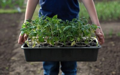 Legumicultorii din România încep sezonul de plantare, cu cozi la răsaduri Legumicultorii din toate colțurile țării au început deja pregătirile pentru noul sezon, achiziționând răsaduri de roșii și alte legume