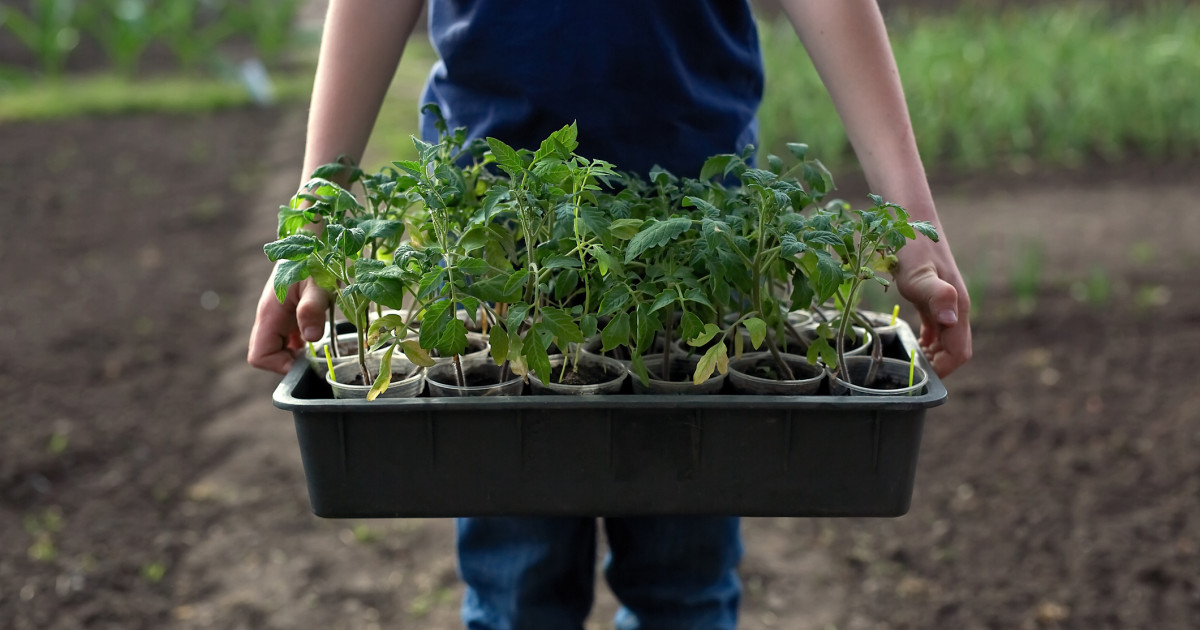 Legumicultorii din România încep sezonul de plantare, cu cozi la răsaduri Legumicultorii din toate colțurile țării au început deja pregătirile pentru noul sezon, achiziționând răsaduri de roșii și alte legume