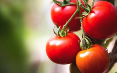 Producătorii de tomate din judeţul Olt au început oficial recolta încă din luna martie, iar livrările către pieţe și distribuitori se fac deja la un preţ de 40-42 de lei pe kilogram, prețuri care au declanșat o reacție în sectorul agricol local