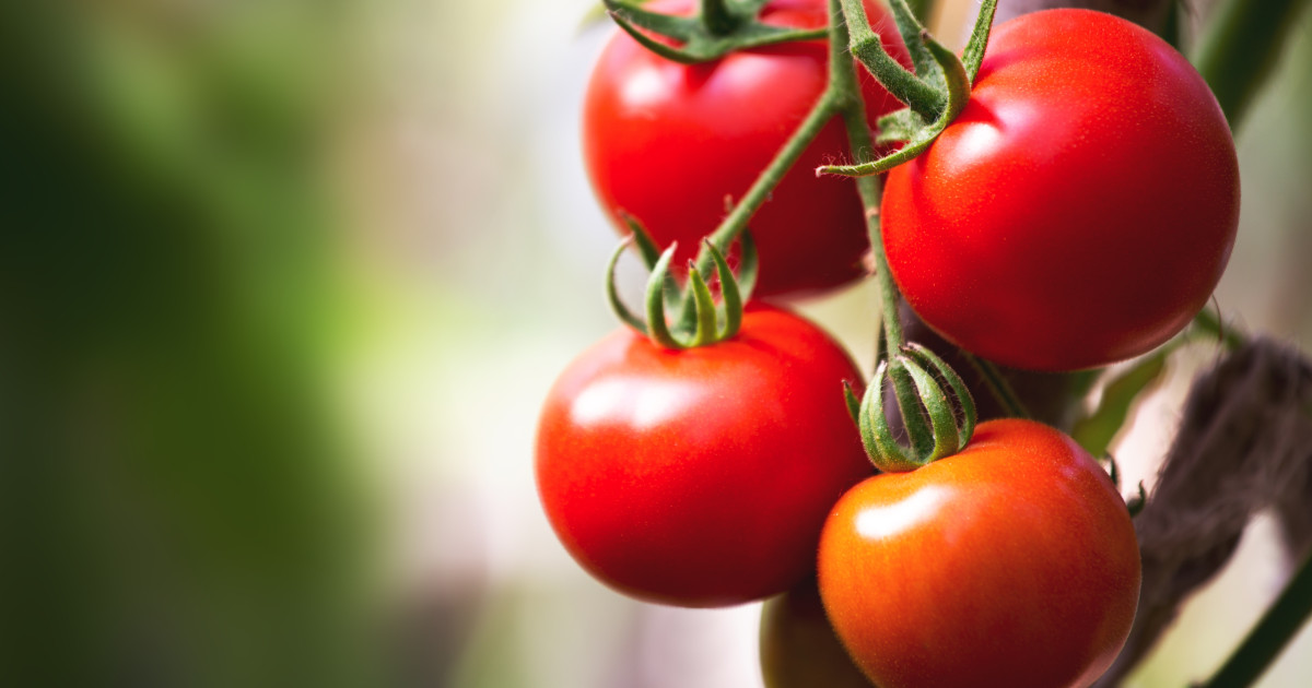 Producătorii de tomate din judeţul Olt au început oficial recolta încă din luna martie, iar livrările către pieţe și distribuitori se fac deja la un preţ de 40-42 de lei pe kilogram, prețuri care au declanșat o reacție în sectorul agricol local