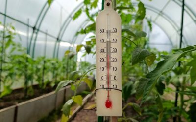 Răsadurile, în suferință: Temperaturile extreme pun la încercare legumicultorii din România