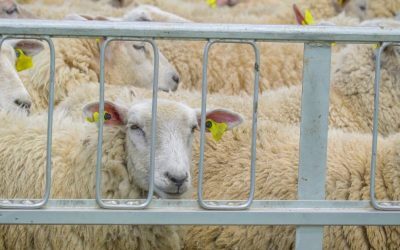 Efectele conflictului din Orientul Mijlociu asupra exporturilor de ovine din România vor începe să fie resimțite după perioada Paștelui, urmând o creștere a impactului în următoarele luni