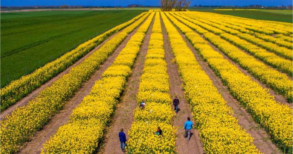 Criza SUA-Iran: Piețe agricole în alertă. Expertul Cezar Gheorghe liniștește România