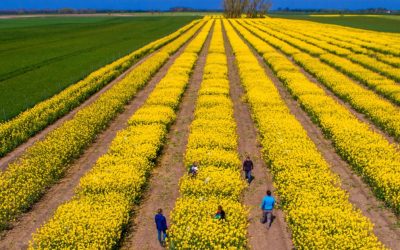 Criza SUA-Iran: Piețe agricole în alertă. Expertul Cezar Gheorghe liniștește România