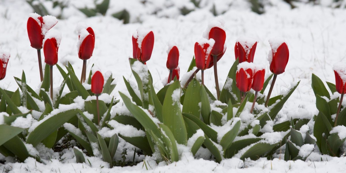 Zăpadă de Înviere parte din avertismentele ANM pentru Paște: unde va ninge viscolit