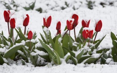 Zăpadă de Înviere parte din avertismentele ANM pentru Paște: unde va ninge viscolit