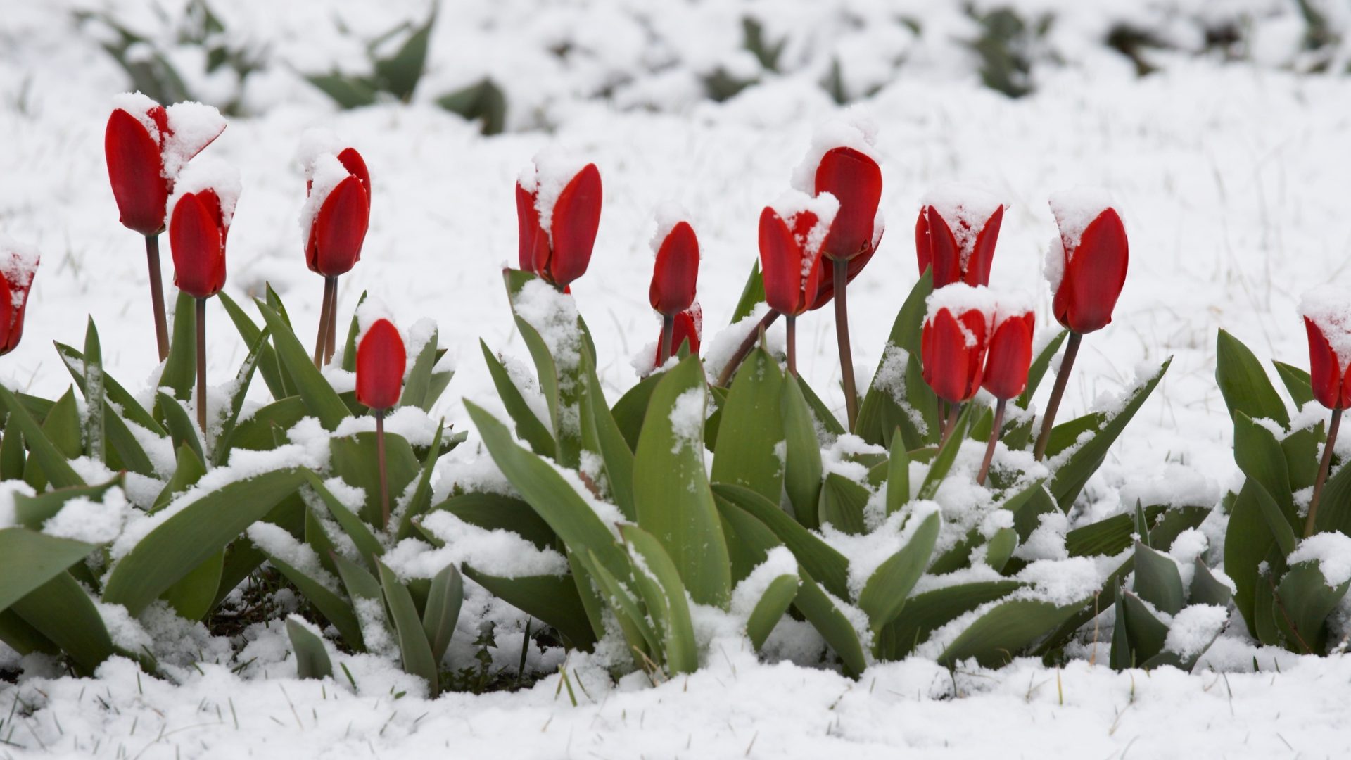 Vremea se răcește accentuat în România până la finalul săptămânii Temperaturile înregistrează o scădere semnificativă în cea mai mare parte a țării, cu valori care vor fi sub cele normale pentru această perioadă a anului