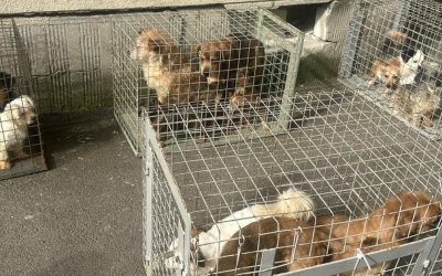 25 de câini salvați dintr-un apartament din București: ASPA, intervenție șocantă