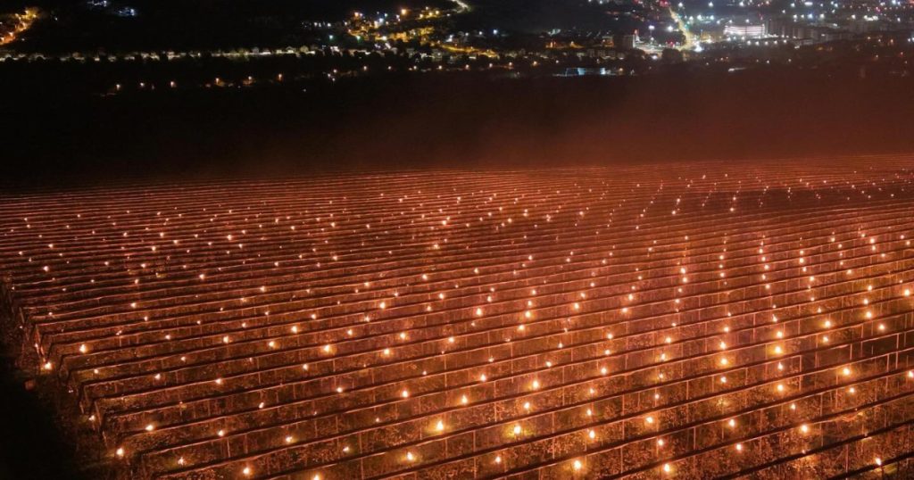 Costuri URIAȘE pentru salvarea pomilor: „Am ars 40.000 de euro”. De ce cireșele sunt atât de scumpe?