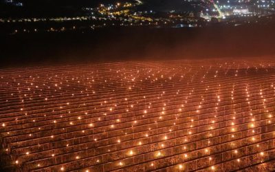 Costuri URIAȘE pentru salvarea pomilor: „Am ars 40.000 de euro”. De ce cireșele sunt atât de scumpe?