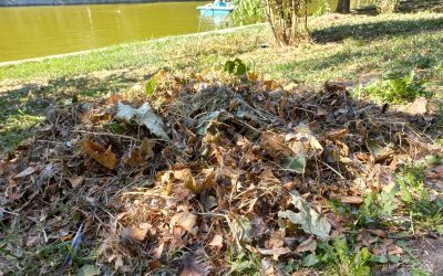 Polițiștii locali au aplicat o amendă de 70.000 de lei unei clinici stomatologice din București pentru aruncarea deșeurilor medicale în Parcul Cişmigiu,