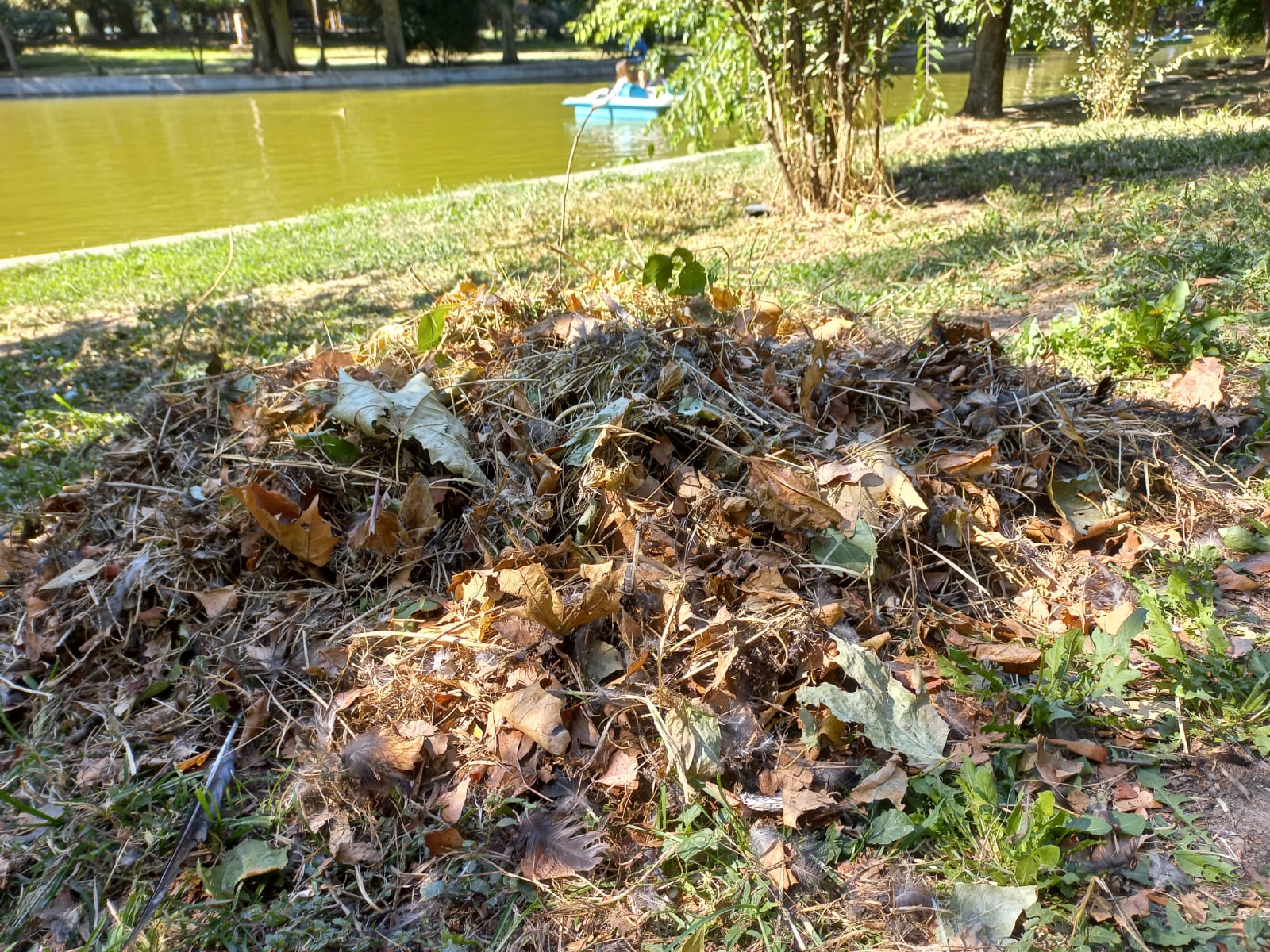 Polițiștii locali au aplicat o amendă de 70.000 de lei unei clinici stomatologice din București pentru aruncarea deșeurilor medicale în Parcul Cişmigiu,