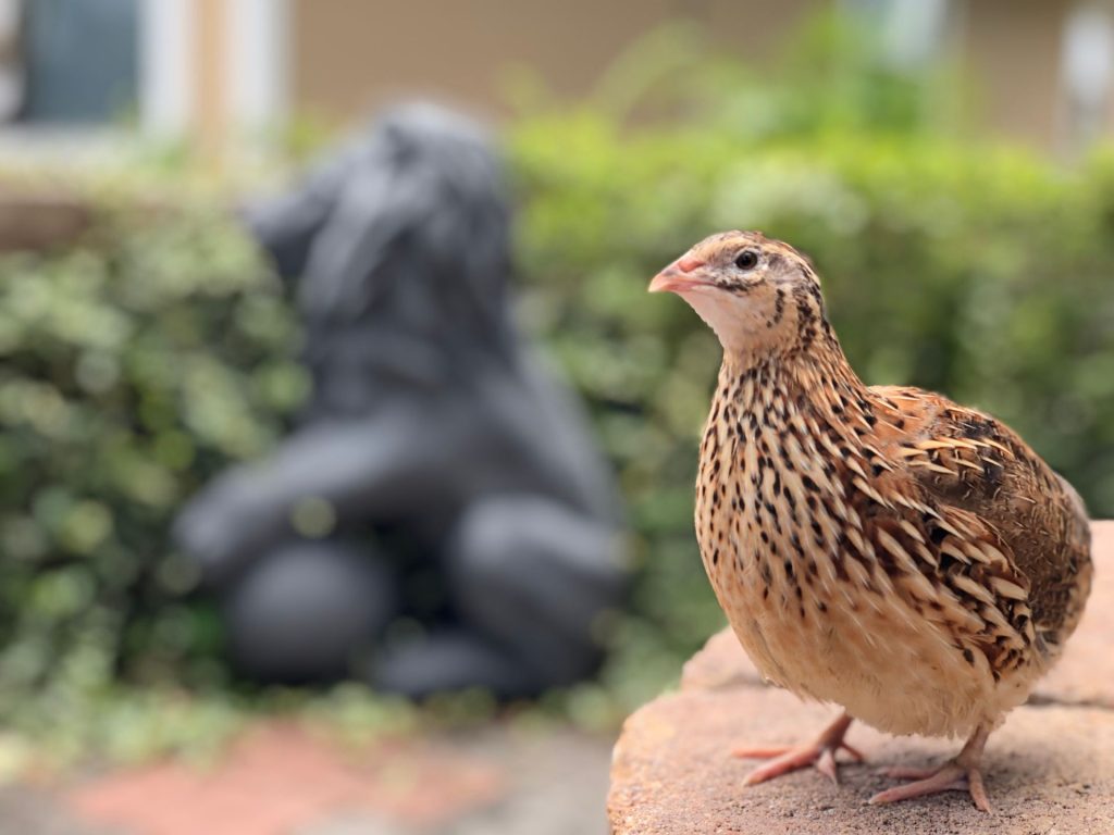 Ce riscă păsările care investesc totul în pui? Studiu ȘOCANT