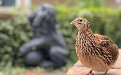 Ce riscă păsările care investesc totul în pui? Studiu ȘOCANT