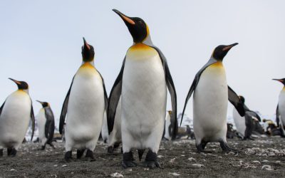 Pinguiinii Imperiali, în pragul extincției: Specia intră pe lista roșie