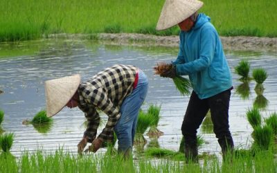 Criza combustibililor, efecte devastatoare: orezul asiatic, în pericol din cauza Iranului