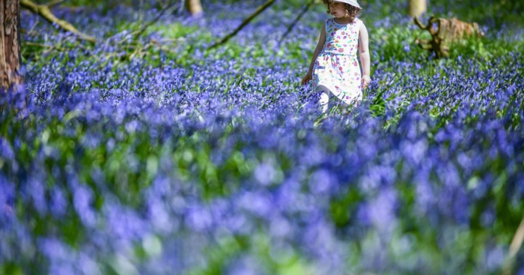 Administrația Națională de Meteorologie (ANM) a publicat vineri prognoza meteo pentru următoarele patru săptămâni