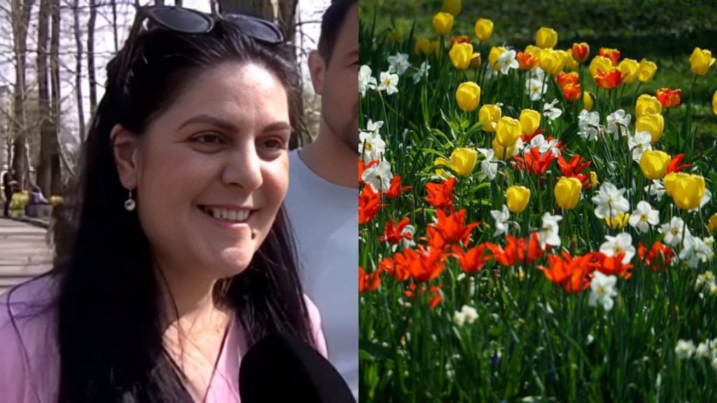 Simfonia Lalelelor, ediția 49, înfloritoare la Pitești: „Flori minunate, am venit pentru ele”