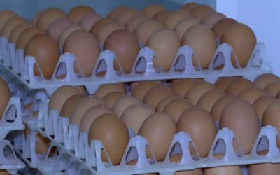 Ouă cu Salmonella retrase: pericol pentru români în prag de Sărbători!