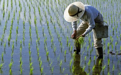 Lipsa combustibilului din Iran lovește: Asia riscă secetă la orez