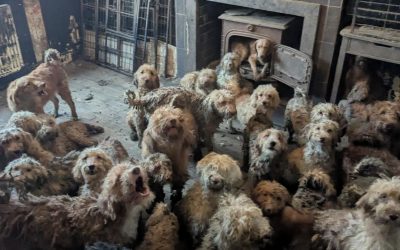 Pe o proprietate din Regatul Unit au fost descoperiți peste 250 de câini, o descoperire care a stârnit îngrijorare cu privire la starea acestora