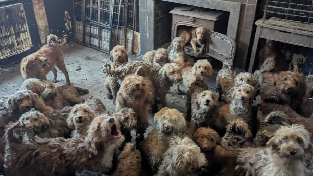 Această poză NU e AI: Peste 250 de câini, găsiți într-o proprietate din Marea Britanie