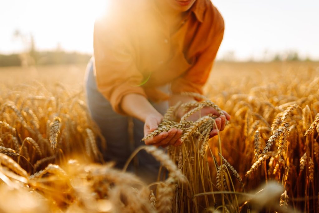 Criza globală a îngrășămintelor, declanșată de conflictul din Orientul Mijlociu, amenință să devină o problemă majoră pentru securitatea alimentară la nivel mondial