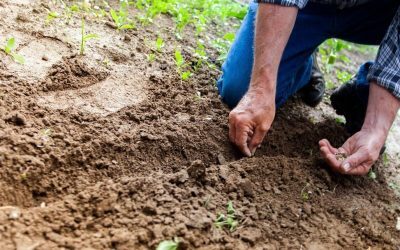 Reprezentanții sectorului agricol din România vor fi prezenți la Bruxelles pe 13 aprilie pentru discuții cu oficialii Comisiei Europene, pe fondul agravării crizei imputurilor