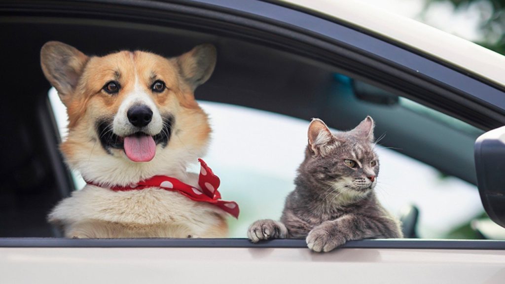 Amenzi uriașe pentru șoferii din România care își plimbă pisica sau câinele pe scaun