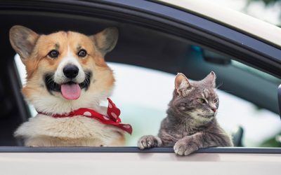 Amenzi uriașe pentru șoferii din România care își plimbă pisica sau câinele pe scaun