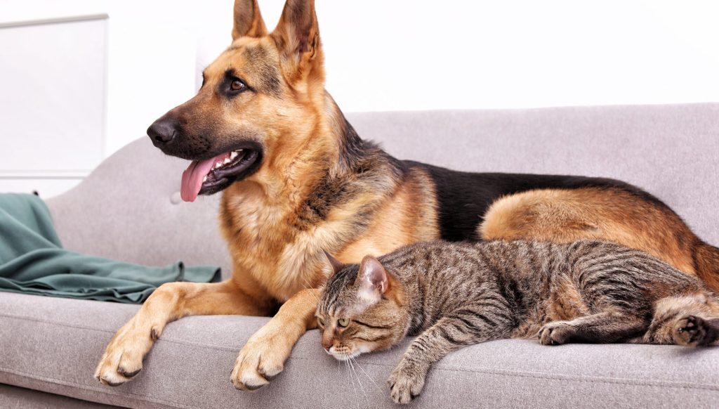Transportul animalelor de companie pe locurile din față ale vehiculelor poate aduce amenzi și puncte de penalizare, conform legii Chiar dacă pentru mulți proprietari de câini sau pisici această practică poate părea inofensivă, legislația din România o consideră contravenție