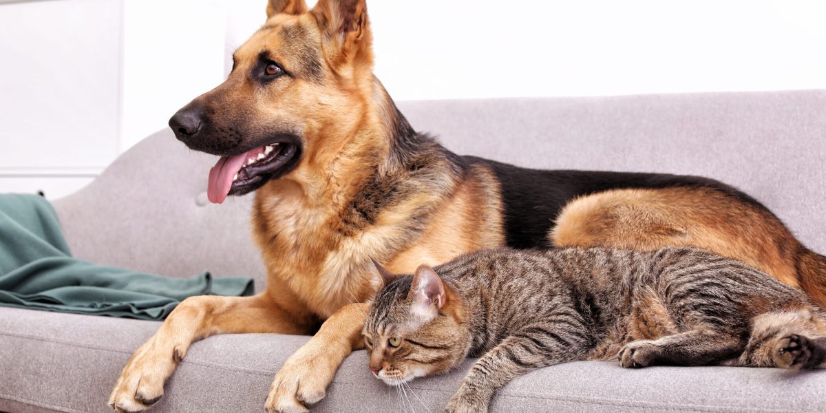 Proprietarii de câini și pisici riscă amenzi de peste 4.000 de lei pentru nerespectarea noilor reguli