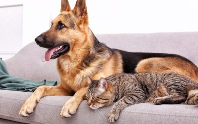 Transportul animalelor de companie pe locurile din față ale vehiculelor poate aduce amenzi și puncte de penalizare, conform legii Chiar dacă pentru mulți proprietari de câini sau pisici această practică poate părea inofensivă, legislația din România o consideră contravenție