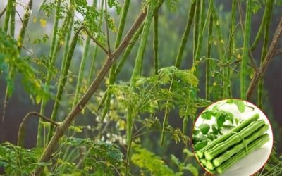 Alternativa naturală: Soluții fără chimicale, mai bune pentru sănătate în România