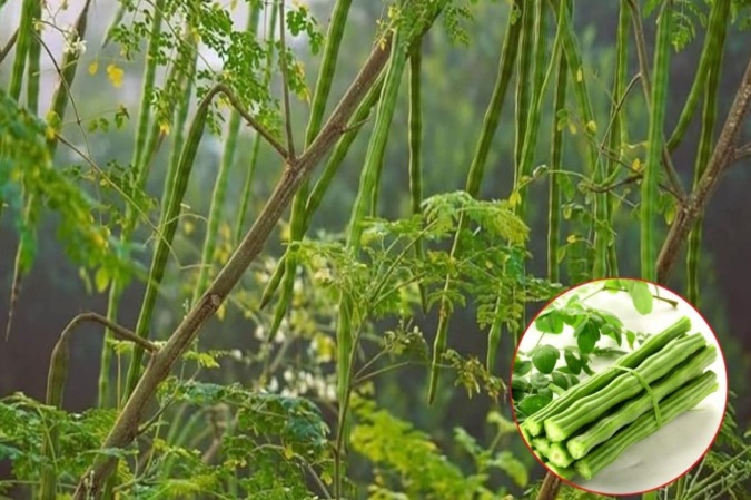 Alternativa naturală: Soluții fără chimicale, mai bune pentru sănătate în România