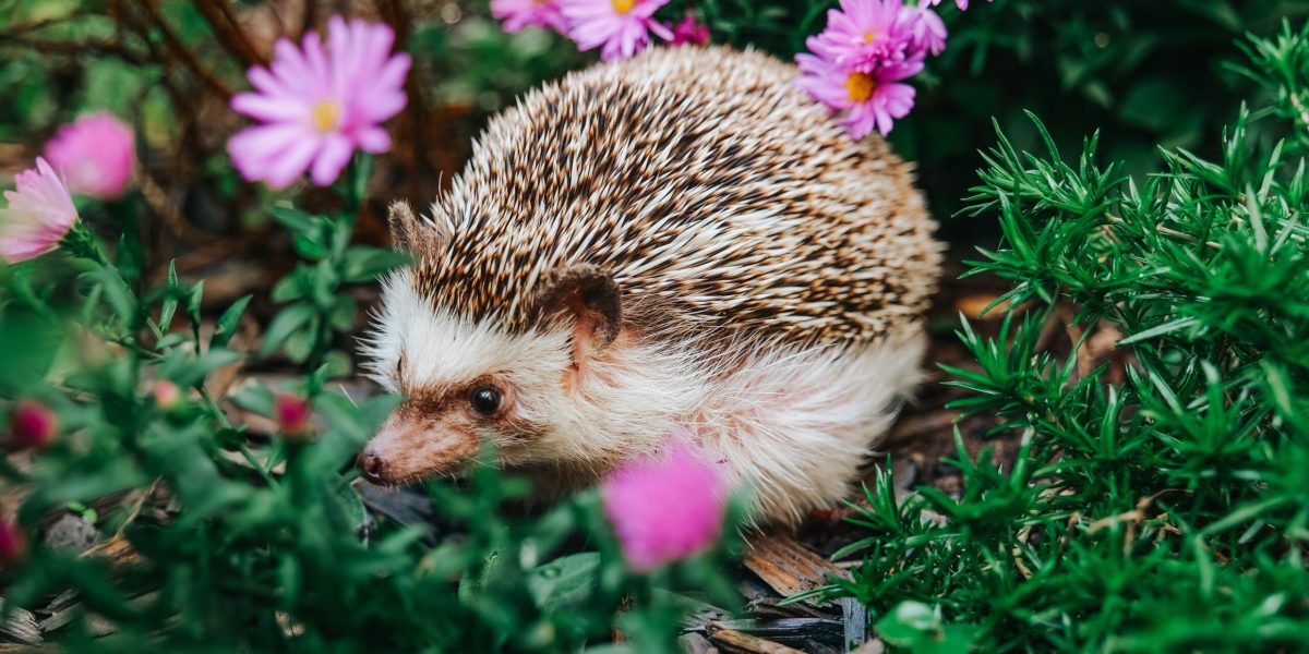 Ariceii, comoara ascunsă: De ce sunt mai valoroși decât crezi