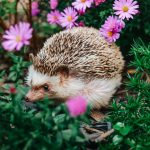 Ariceii, comoara ascunsă: De ce sunt mai valoroși decât crezi