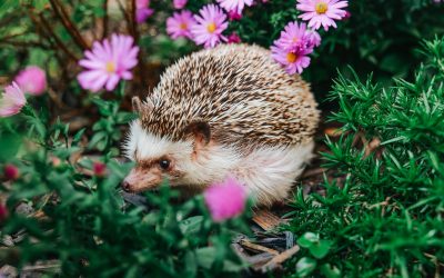 Aricii, aliați de preț ai grădinii, se confruntă cu o scădere alarmantă a populației