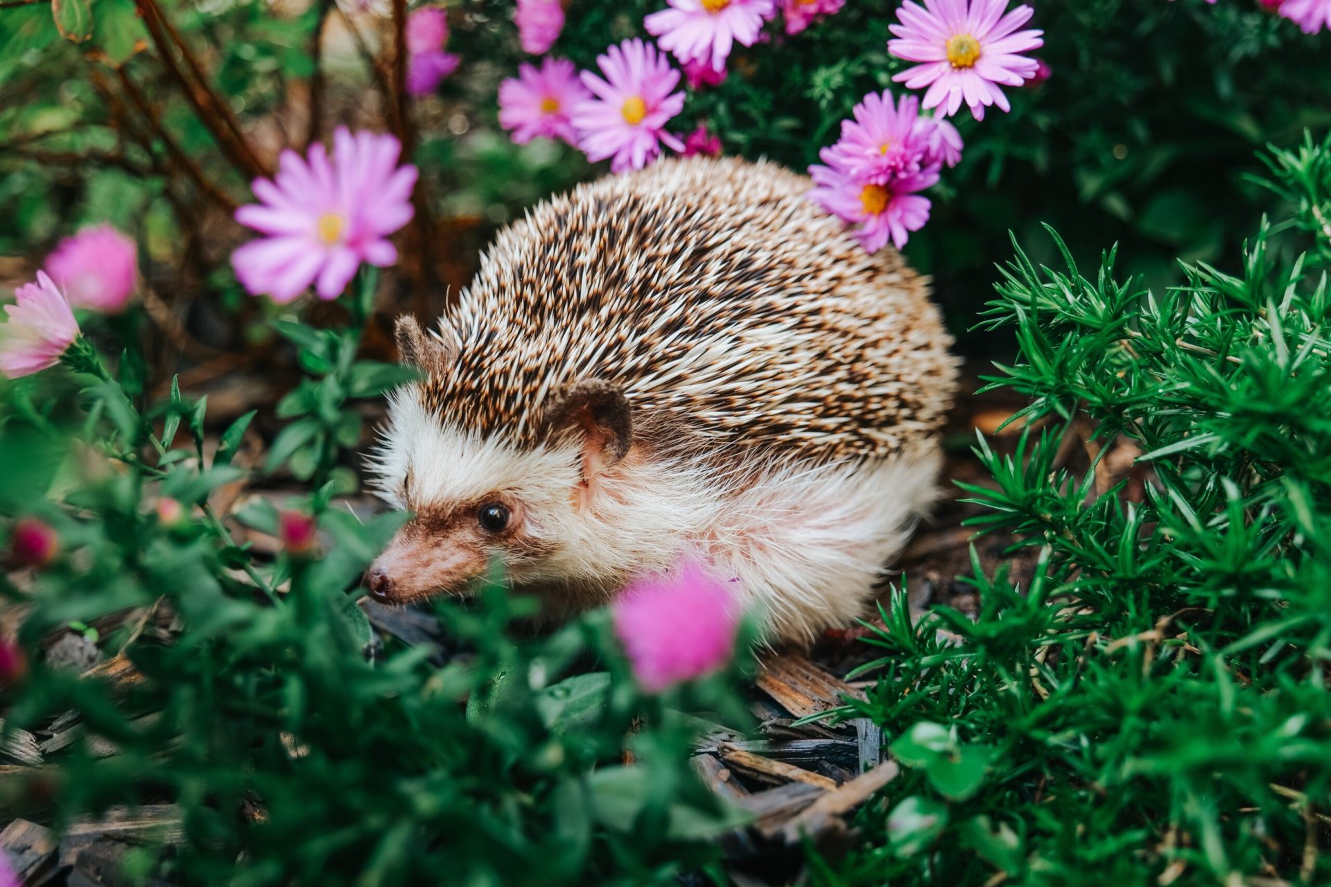 Aricii, aliați de preț ai grădinii, se confruntă cu o scădere alarmantă a populației