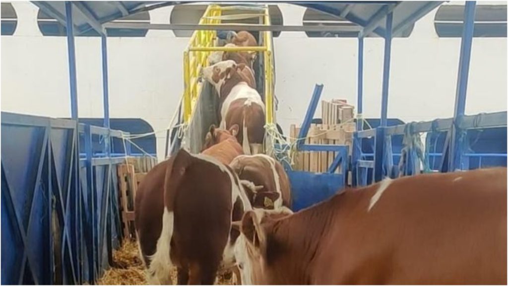 Livrarile explodē înainte de Kurban Bayram: Ce se întâmplă