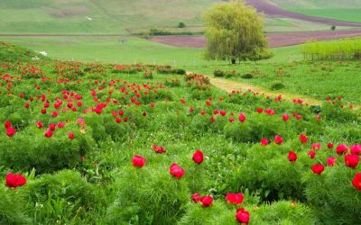 Rezervația de Bujori de Stepă de la Zau de Câmpie, o unicitate europeană, își deschide porțile pentru cea de-a treia ediție a evenimentului dedicat acestora, organizat la Castelul Ugron între 25 și 26 aprilie