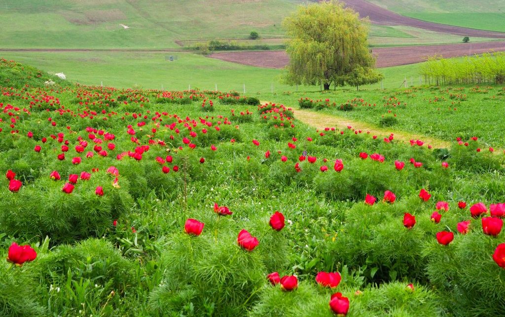 Bujorii de la Zau de Câmpie, spectacol floral unic în Europa, înflorire de-o săptămână