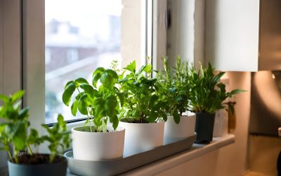 Plantele magice: Alungă energiile negre și aduc noroc în casa ta! Tradiții din România