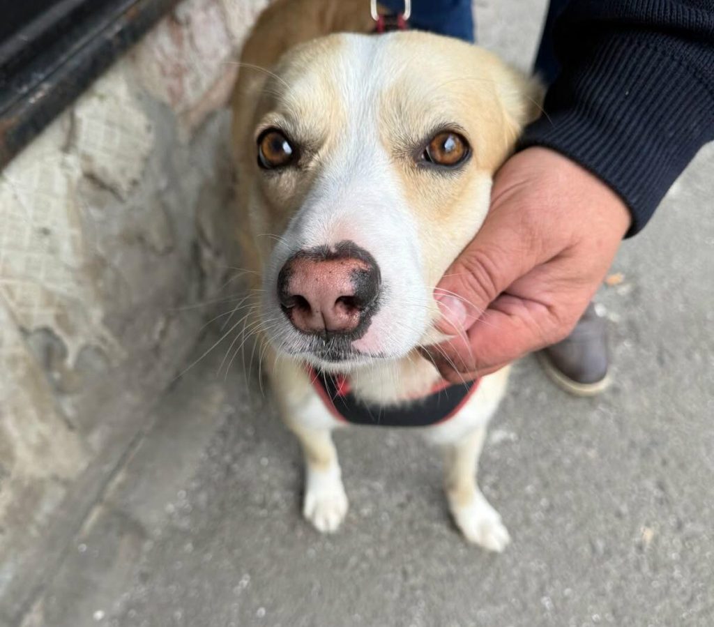 Primăria București oferă sterilizare GRATUITĂ pentru câinii fără stăpân: Cum te înscrii?